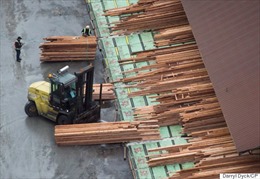 Canada cấp 867 triệu CAD hỗ trợ ngành công nghiệp gỗ xẻ